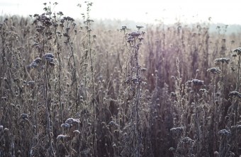 Blühfläche im Winter 6 | © Franziska Wenger