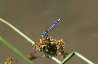 Blaue Azurjungfer | © Angela Maurer