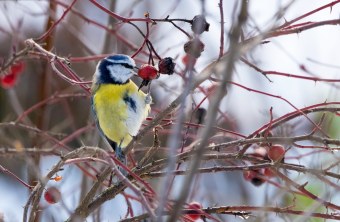 Blaumeise | © Bart Zeegers