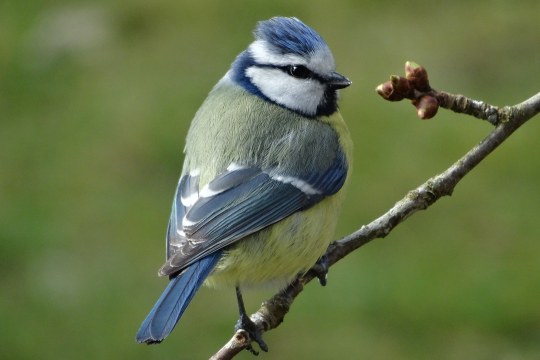Eine Blaumeise sitzt auf einem dünnen Ast | © Maria Bauer