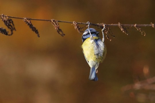 Blaumeise hängt fast kopfüber an einem Zweig | © Carl-Peter Herbolzheimer