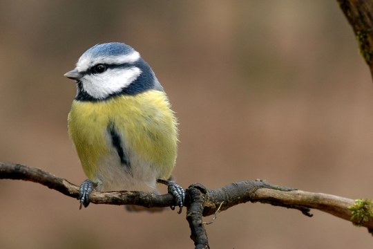 Blaumeise auf einem dünnen Zweig sitzend | © Willi Kroll