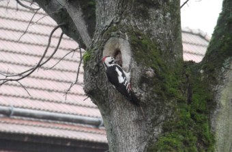 Blutspecht | © Katharina Richter