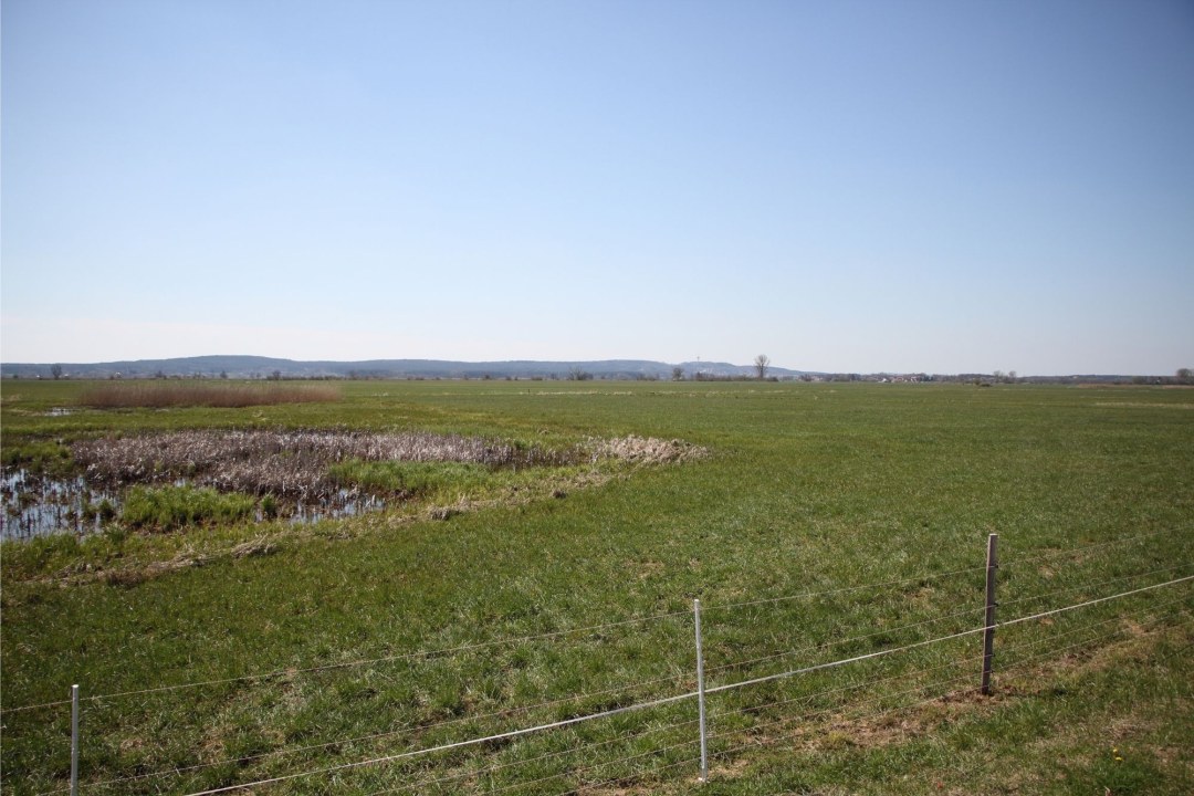 Brachvogel_Telemetrie-Gelände | © Tobias Petschinka