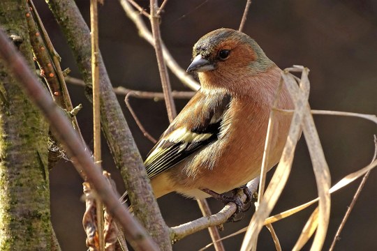 Buchfink in einem Geäst | © Robert Hirmer