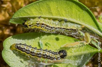 Zwei Buchsbaumzünsler-Raupen kriechen über ein grünes Blatt, ein Thema des Landesbundes für Vogel- und Naturschutz in Bayern e. V.