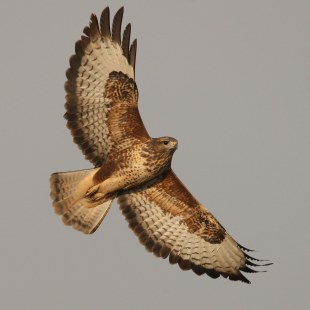 Mäusebussard im Flug von unten aufgenommen | © Zdenek Tunka