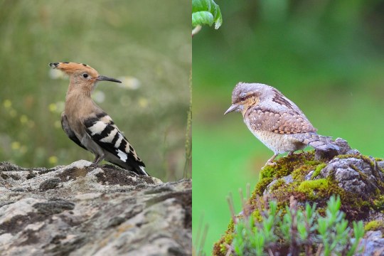 Collage: Wiedehopf und Wendehals | © Zdenek Tunka/Robert Kukuljan