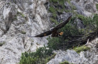 Dagmar fliegt knapp über dem Felsen wachsenden Gebüsch | © Markus Leitner