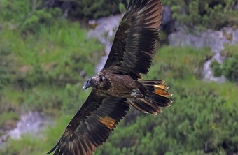 Dagmars gesamte Spannweite erstreckt sich im Bild von unten nach oben. Sie ist von unten zu sehen. | © Markus Leitner
