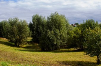 Ostallgäu | © Daniel Schußmann (Ostallgäu)