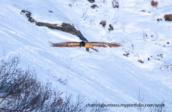 Recka im Dezember 2024 in den Hohen Tauern | © Doreen Bühler