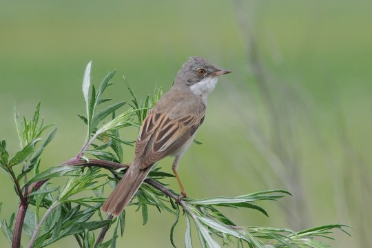 Dorngrasmücke-Männchen von hinten auf einer Pflanze, sie schaut nach rechts | © H. u. H. Zinnecker