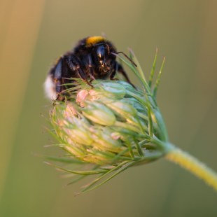 Erdhummel auf wilder Möhre | © Claudia Becher