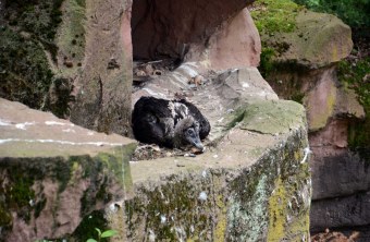 Ein junger Bartgeier sitzt in einer Felsnische. | © Luisa Rauenbusch - Tiergarten Nürnberg