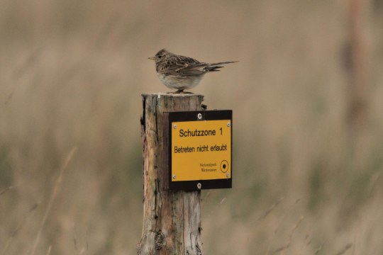 Feldlerche sitzt auf einem abgehackten Stamm, an dem ein gelbes Schild mit der Aufschrift Schutzzone 1, Betreten nicht erlaubt, angebracht ist | © Henning Werth