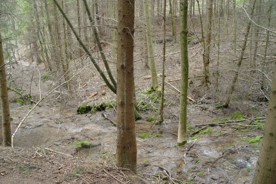 Fichten an einer Kalktuffquelle | © Zoran Jokic