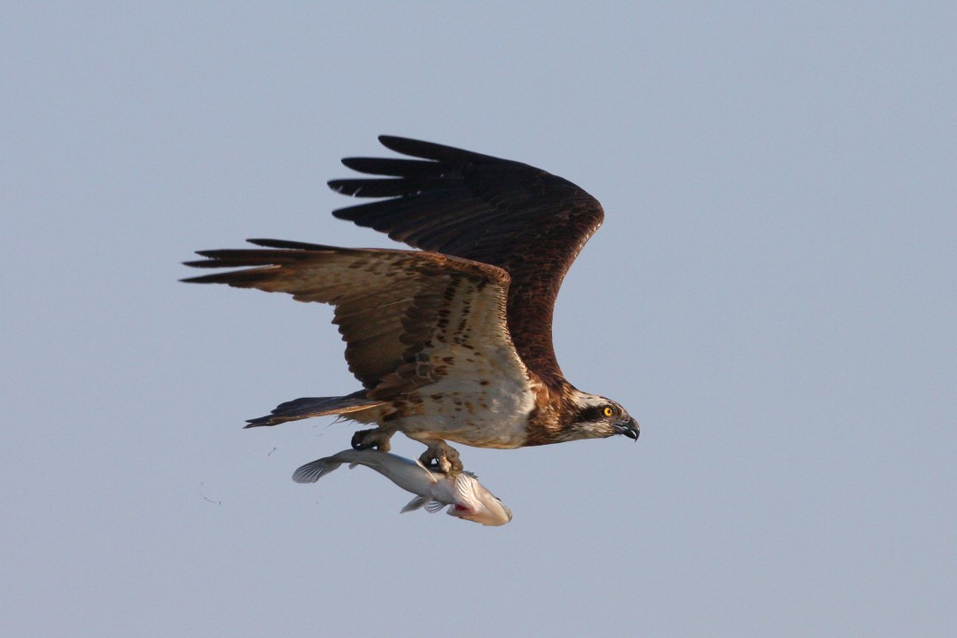 Fischadler im Flug mit Fisch als Beute in den Fängen | © Zdenek Tunka