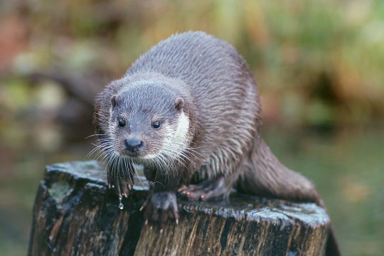 Der Fischotter sitzt auf einem nassen Baumstamm. | © Andreas von Lindeiner