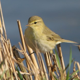 Fitis auf Schilf | © Zdenek Tunka