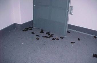 Fledermäuse liegen am Boden in einer Wohnung | © Bianca Fuchs