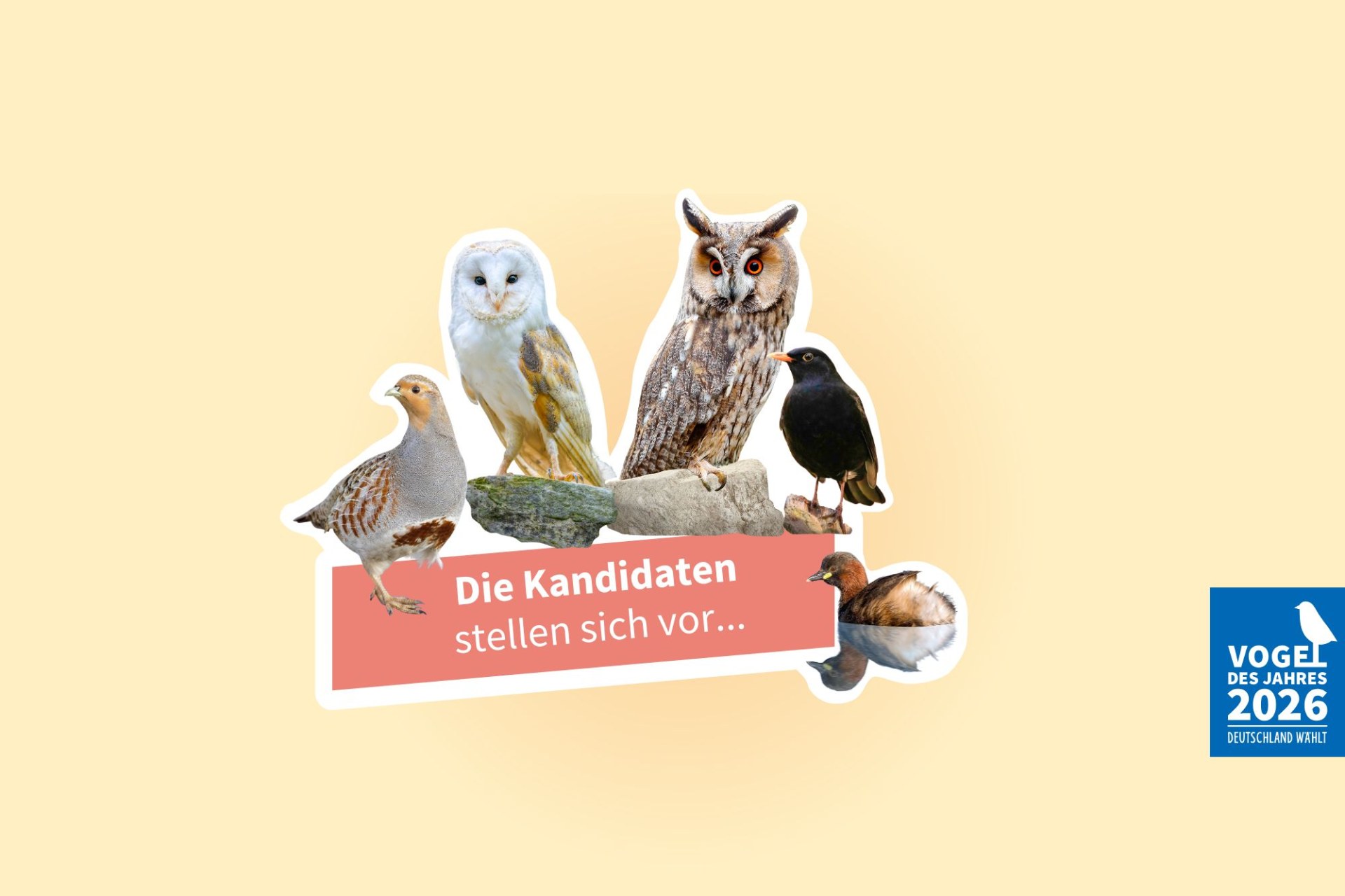 Verschiedene Vogelarten präsentieren sich als Kandidaten für den "Vogel des Jahres 2026" vom Landesbund für Vogel- und Naturschutz.