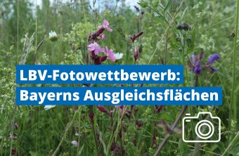 Aufruf LBV-Fotowettbewerb Bayerns Ausgleichsflächen Wiese | © Marianne Kunkel