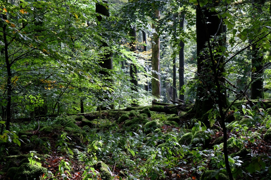 Wald | © Dr. Eberhard Pfeuffer