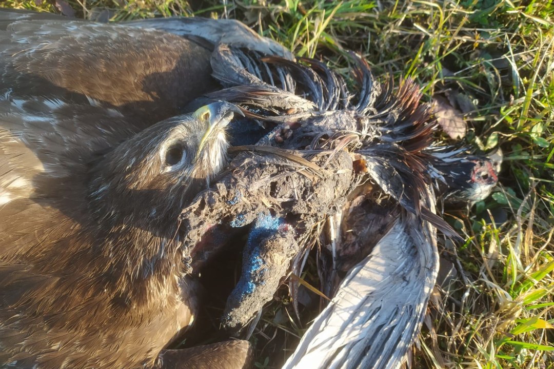 Vergifteter Maeusebussard bei Moos | © H. Tauber