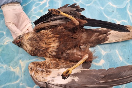 Vergiftete Rohrweihe | © Boyo Lessing