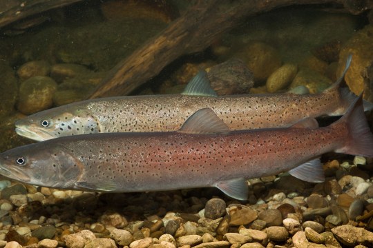 Huchen (Donaulachs) | © Andreas Hartl