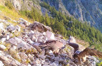 Generl und Luisa am Futterplatz | © LBV-NPV