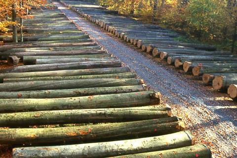 Gefällte Buchen liegen am Straßenrand | ©LBV