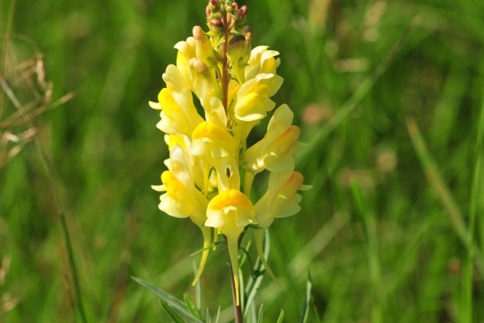 Gewöhnliches Leinkraut | © Klaus Müller