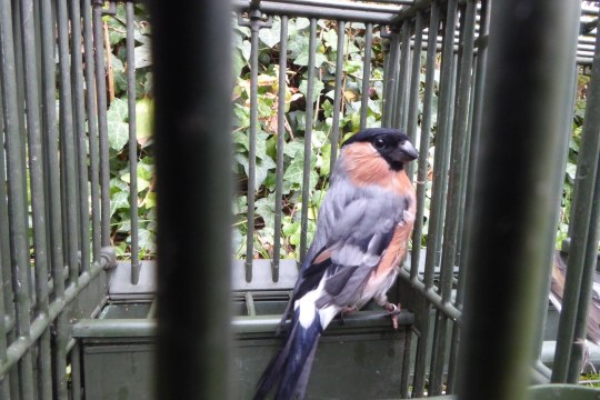 Gimpel im Käfig | © CABS