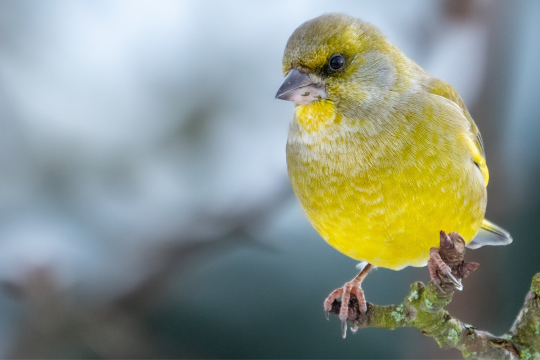 Grünfink | © Markus