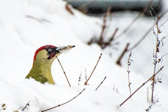 Grünspecht im Schnee | © Christina Schumann