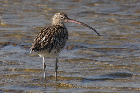 Großer Brachvogel steht im Wasser | © Dr. Christoph Moning