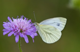 Ein großer Kohlweißling, eine weiße Schmetterlingsart, sitzt an einer Blüte und trinkt | © Andreas Hartl