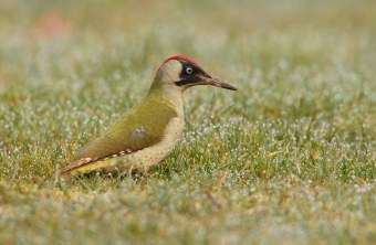 Grünspecht sitzt auf einer grünen Wiese | © Rosl Rößner