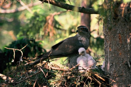 Habicht im Horst mit Jungvögeln | © Zdenek Tunka
