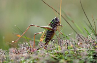 Rhön-Grabfeld | © Harald Beyer (Rhön-Grabfeld)