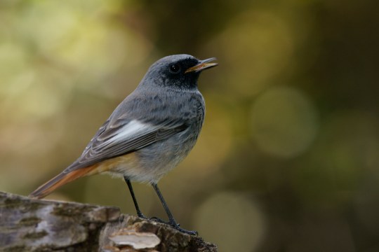 Aufnahme eines Hausrotschwanzes von Hinten, der Schnabel ist leicht geöffnet | © Hans Schaffelhofer