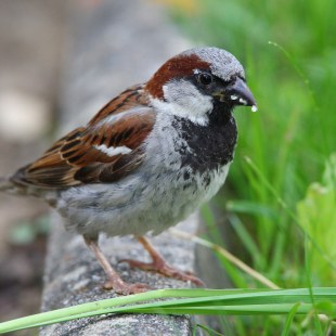 Haussperling | © Frank Derer