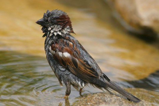 Nasser Haussperling, der gerade im Wasser gebadet hat | © Zdenek Tunka