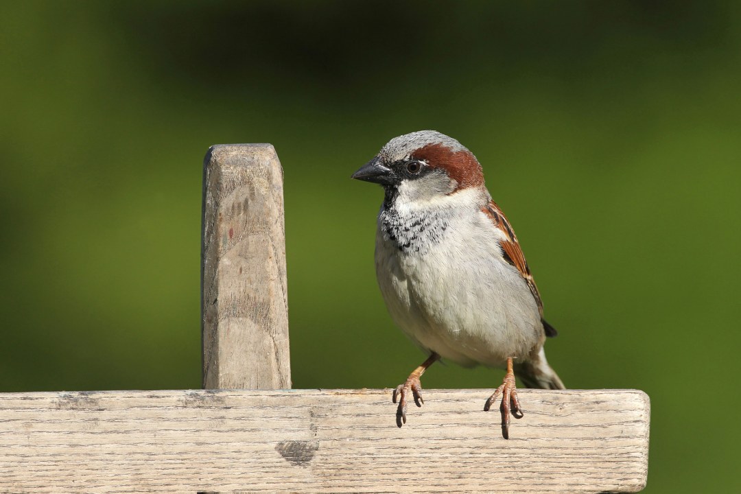 Haussperling-Männchen auf einem Holzzaun | © Dieter Hopf