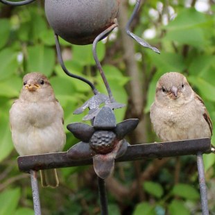 Zwei Haussperlinge | © Tanja Link