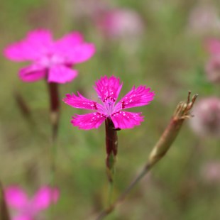 Heidenelke (Dianthus deltoides) | © Christiane Geidel