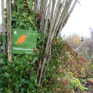 Die Plakette "Vogelfreundlicher Garten" befestigt an einem mit Efeu überwachsenen Busch | © Carola Bria