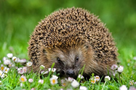 Igel | ©  Giessler Andreas